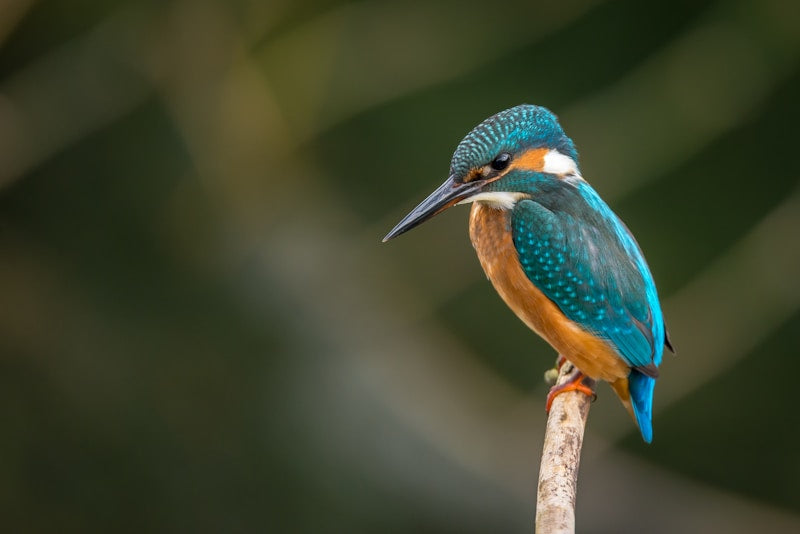 Premium Bird Seed Mix