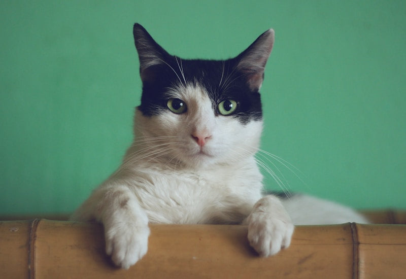 Freeze-Dried Cat Treats