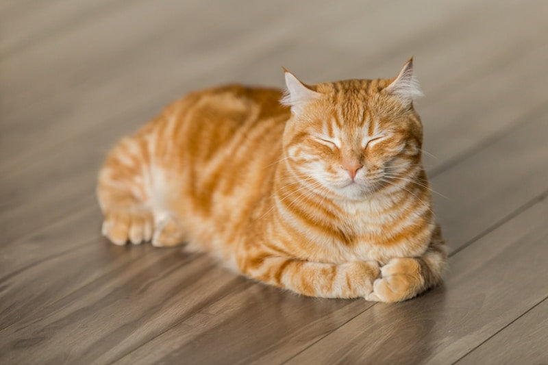 Self-Cleaning Cat Litter Box