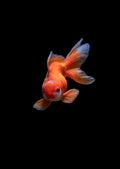 Fish Aquarium Starter Kit