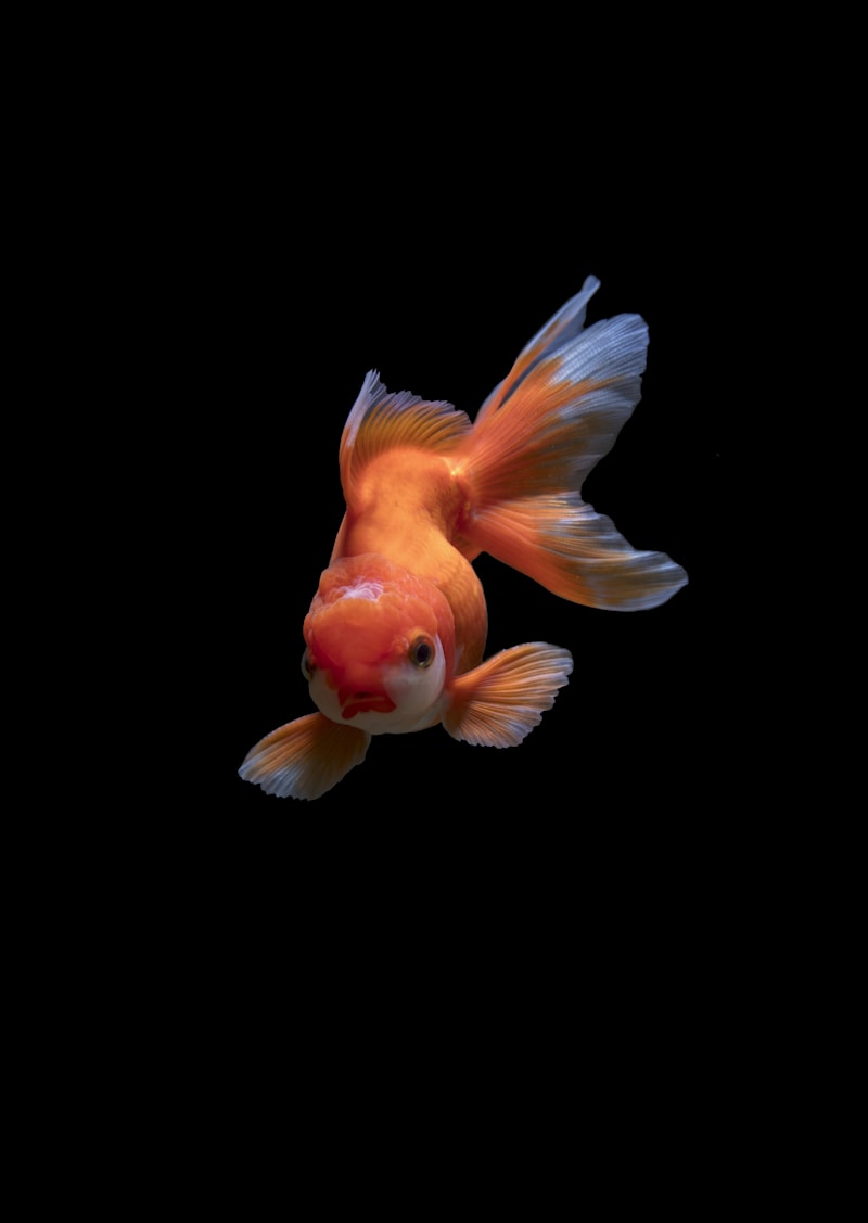 Fish Aquarium Starter Kit