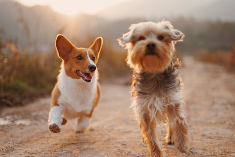Portable Pet Water Bottle