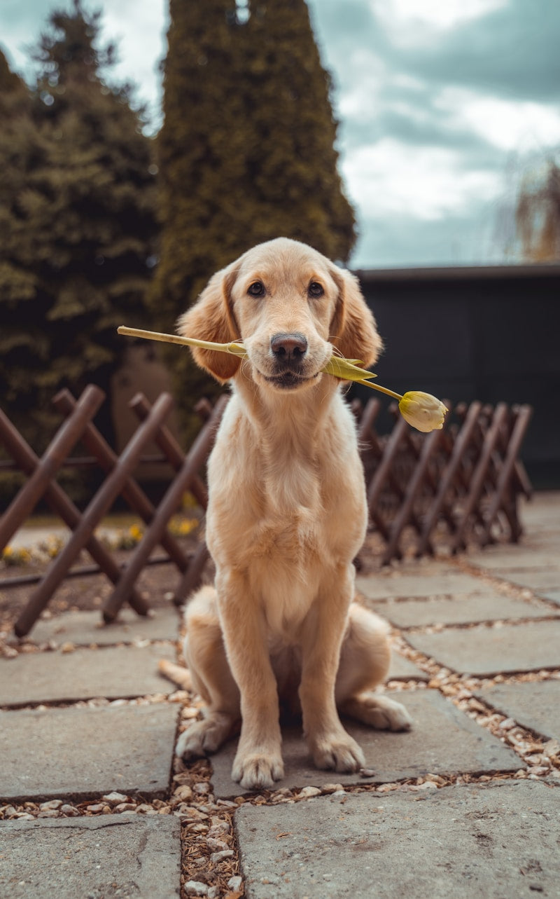 Oatmeal Dog Shampoo