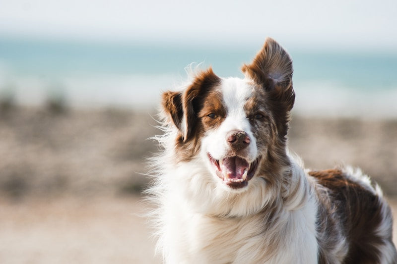 No-Pull Adjustable Dog Harness