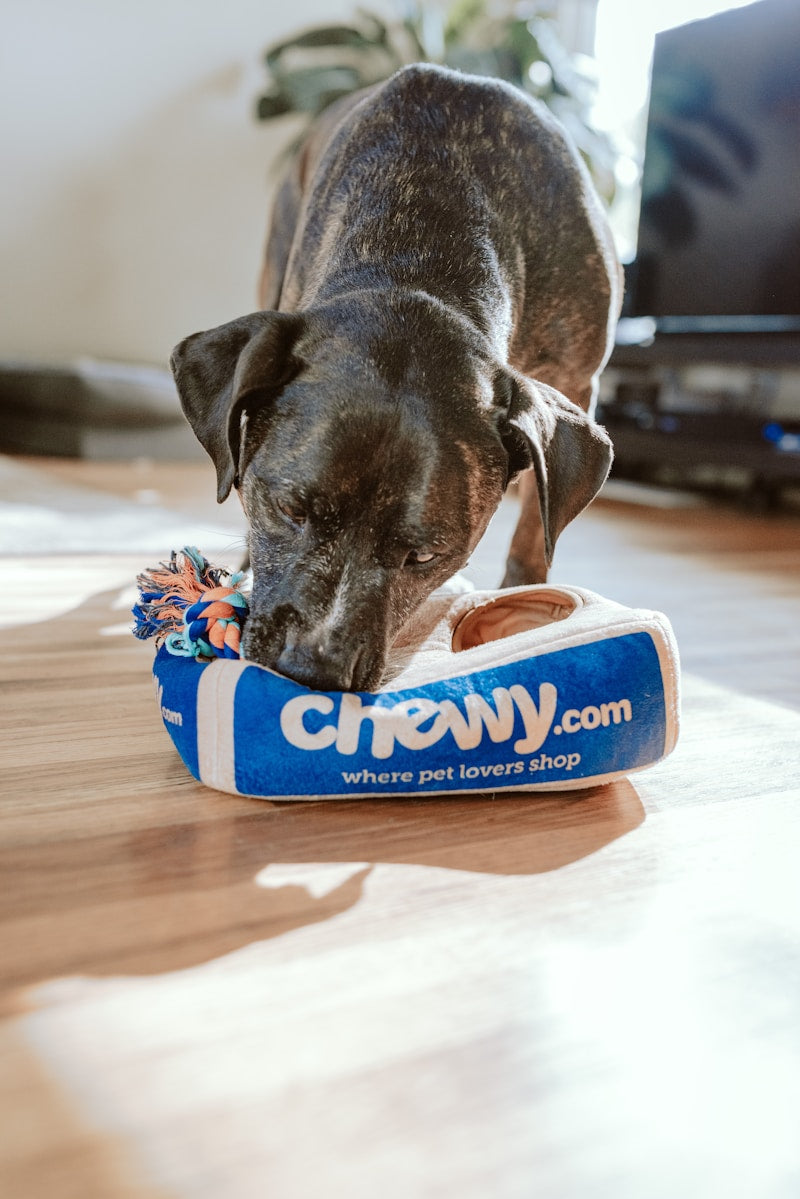 Personalized Pet Name Tag